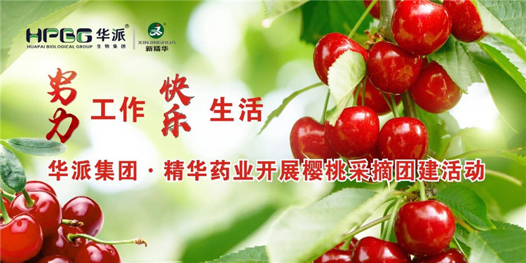 起劲事情 快乐生涯 | 华派集团&middot;耀彩网药业开展樱桃采摘团建活动